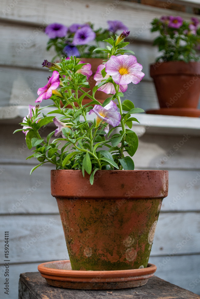 Clay pot with blooming flowers 
