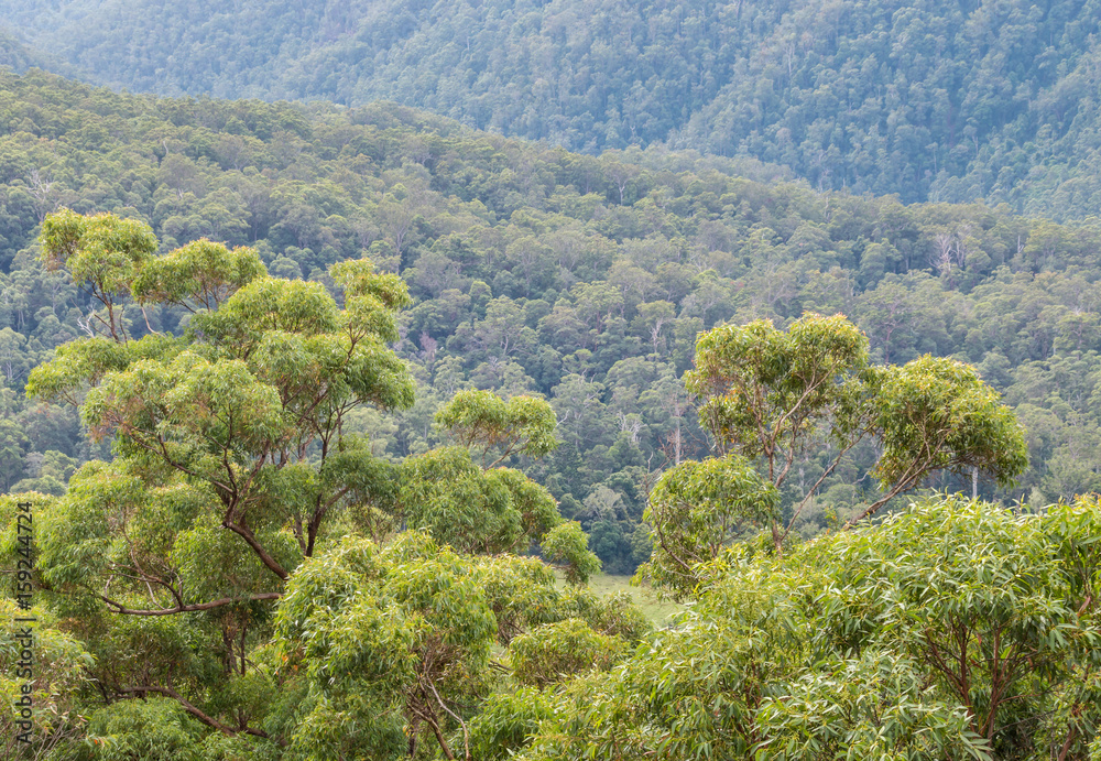 eucalyptus trees growing in Gondwana rainforest in Springbrook National Park