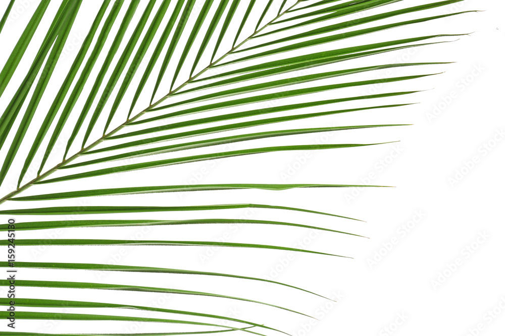 Obraz premium Beautiful tropical palm leaf on white background