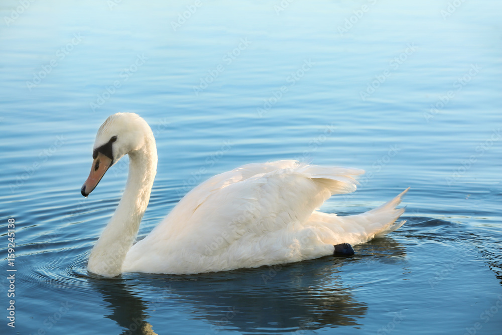 Beautiful white swan swimming in countryside river Beautiful white swan swimming in countryside river