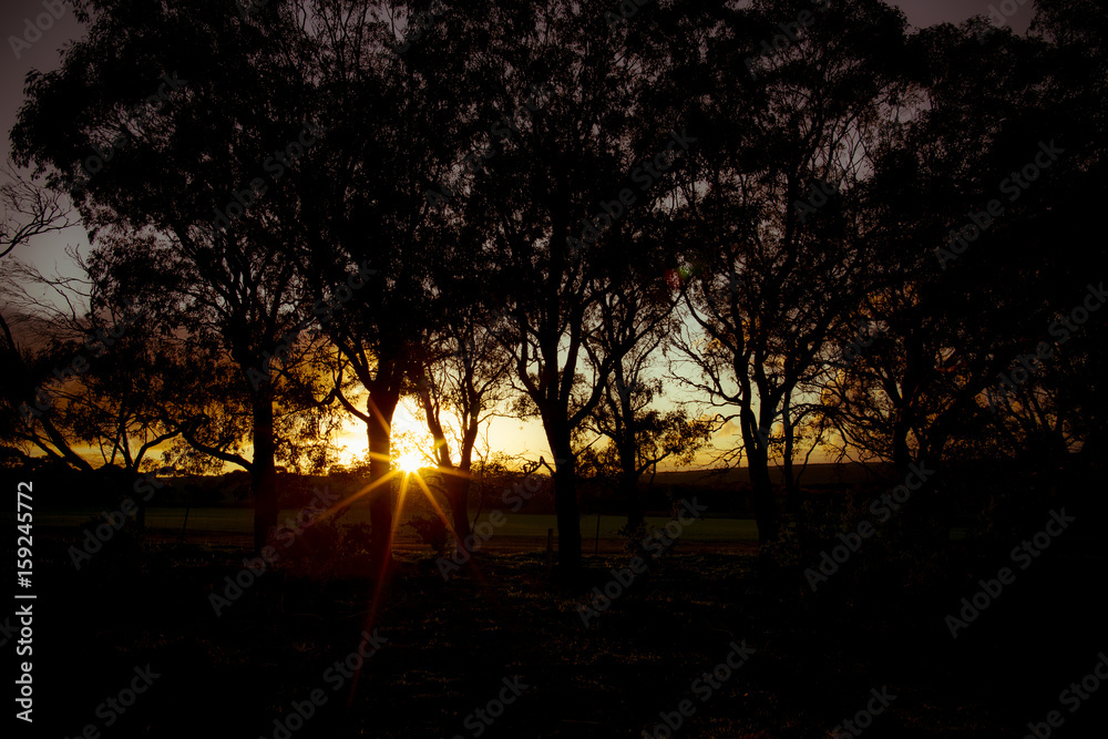 Moody Sunset Amongst Trees Moody Sunset Amongst Trees