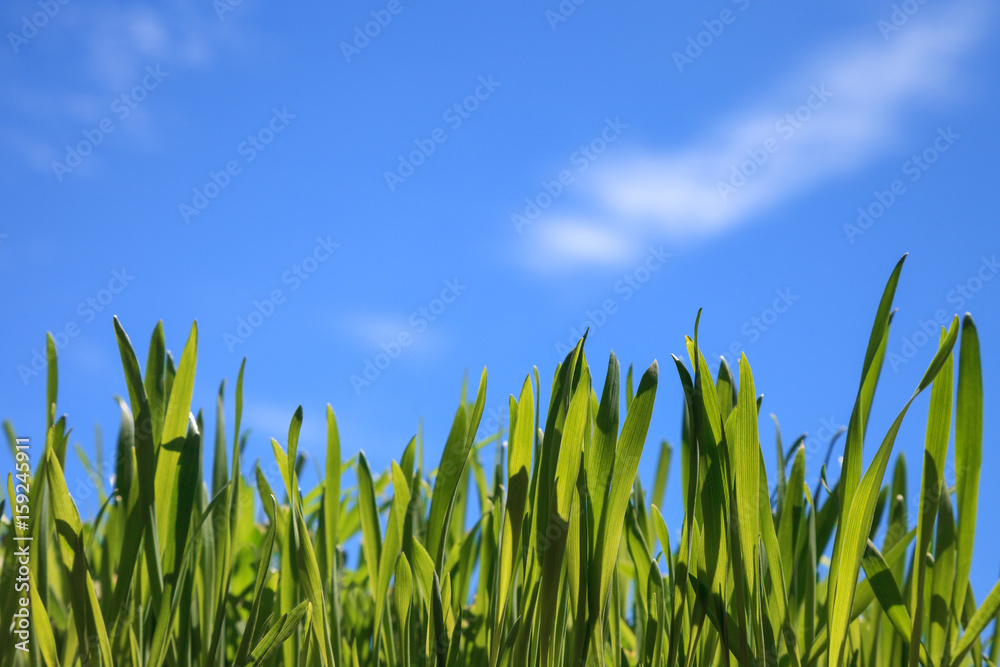 Fototapeta premium Natural green grass and blue sky background, selective focus