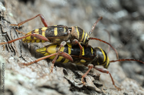 Mating long horn beetles, Plagionotus detritus © Henrik Larsson
