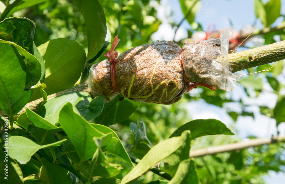 Fototapeta premium Grafting on tree branch, agricultural in Thailand