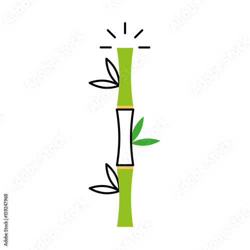 bamboo stem natural icon vector illustration design