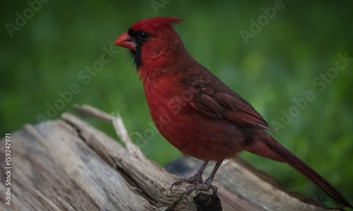 Male Cardinal On A Log