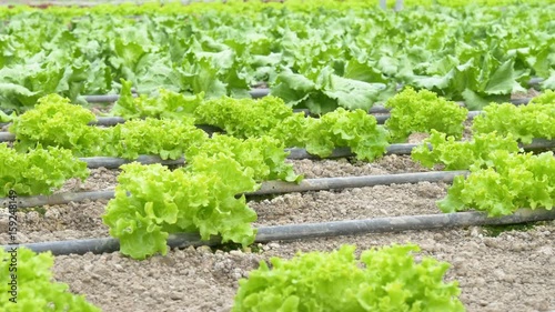 rows of lettuce plants in greenhouse