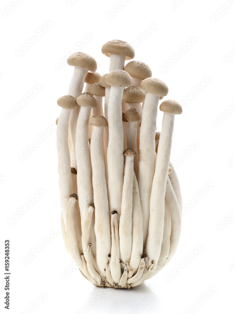 Brown beech mushrooms, Shimeji mushroom, Edible mushroom isolated on white background Brown beech mushrooms, Shimeji mushroom, Edible mushroom isolated on white background