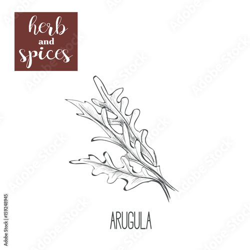 Arugula hand drawing. Herbs and spices. 