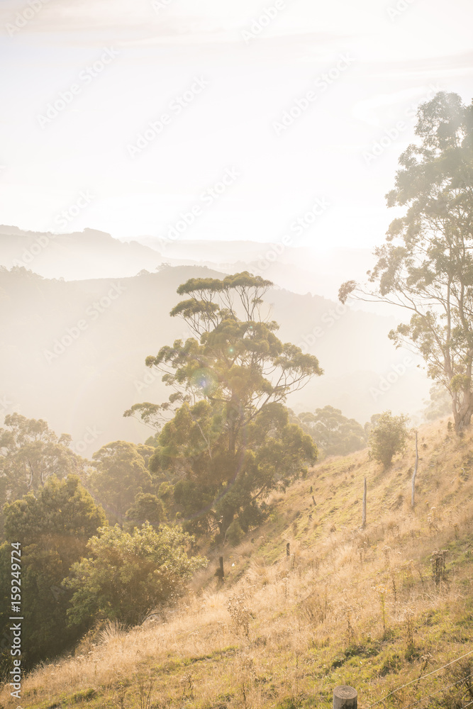 Misty Tree in Mountains, Landscape