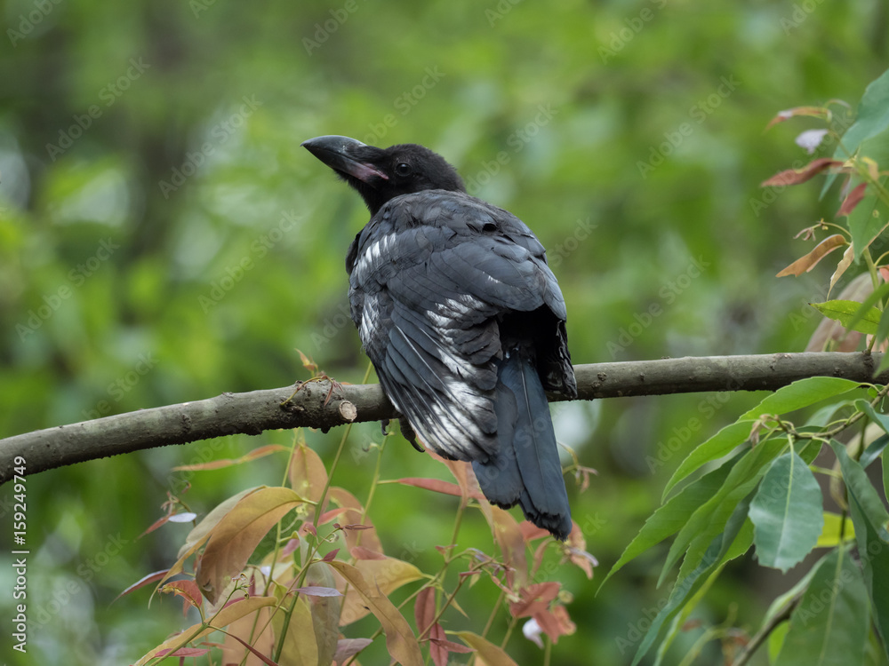 Fototapeta premium 白い風切羽をもつカラス