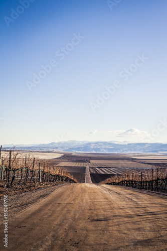 Vineyard in the wintertime © baiterek_media