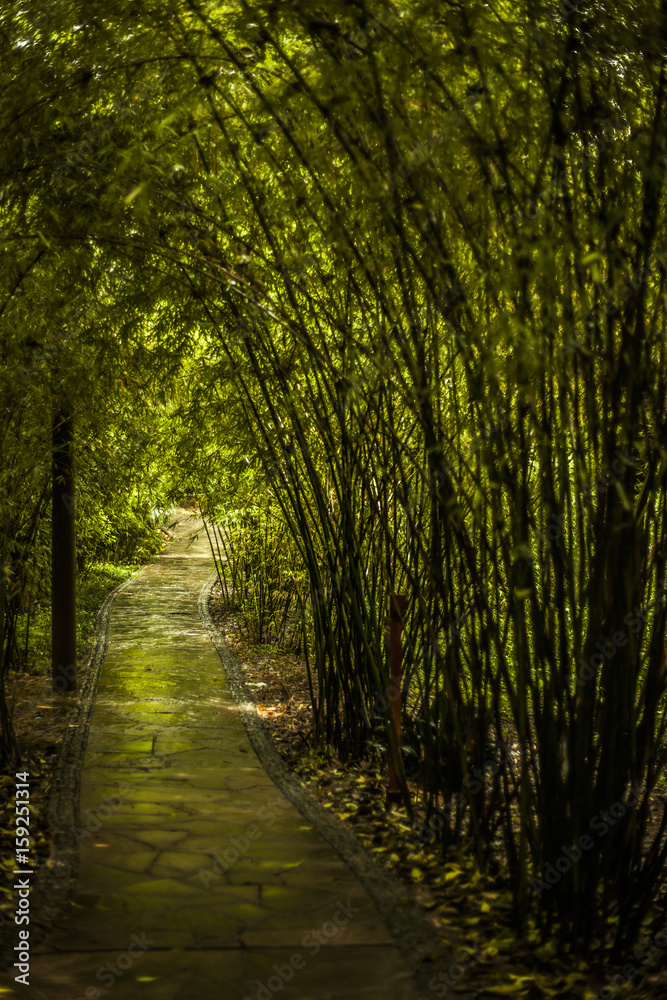 Obraz premium Stone path through a bamboo forest in China