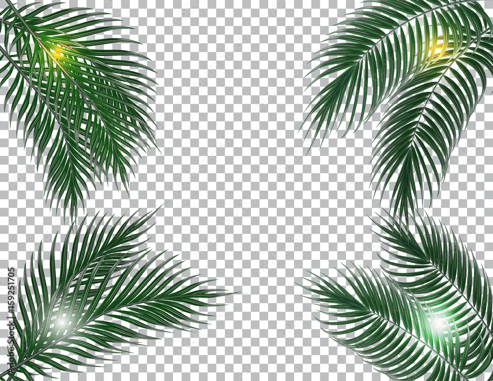 Tropical dark green palm leaves on four sides. Sun rays. Isolated on checker background. illustration