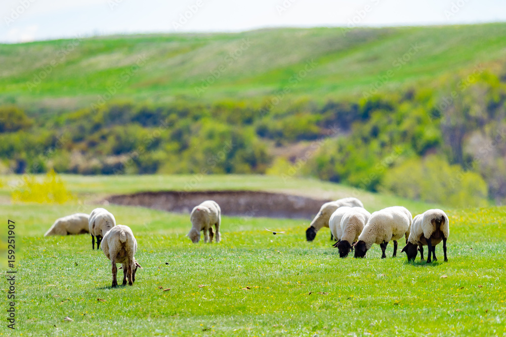 Obraz premium Sheep Flock