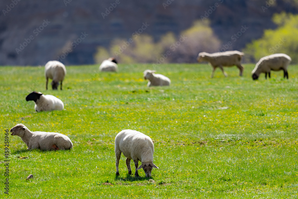 Obraz premium Sheep Flock