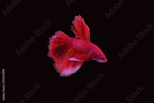 Red fighting fish on a black background.