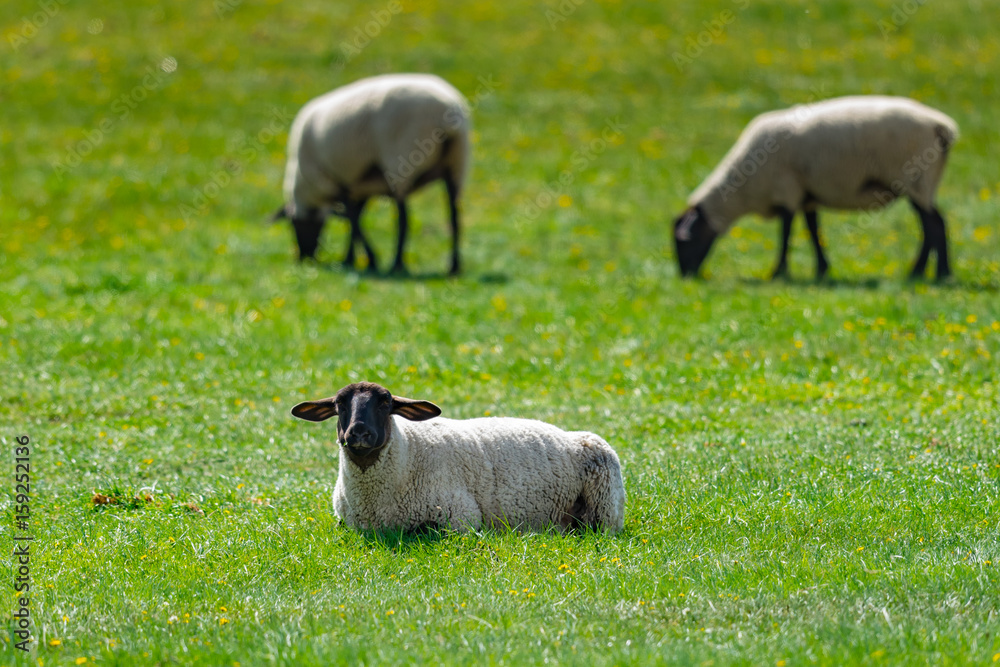 Fototapeta premium Sheep Flock