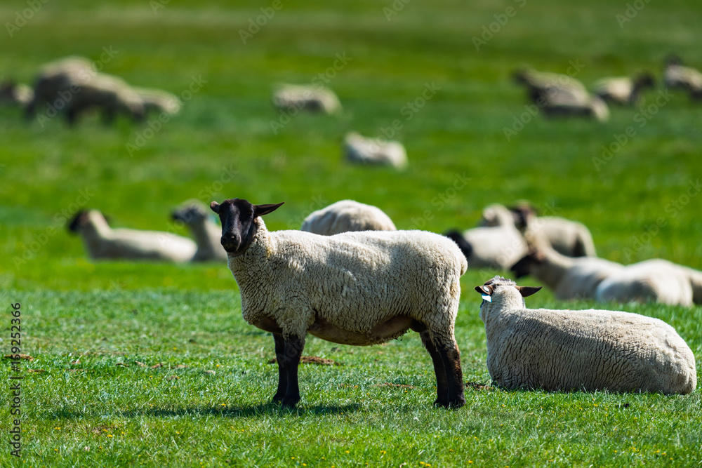 Naklejka premium Sheep Flock