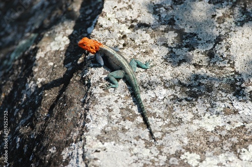 Animal near the Simbabwe National Monument