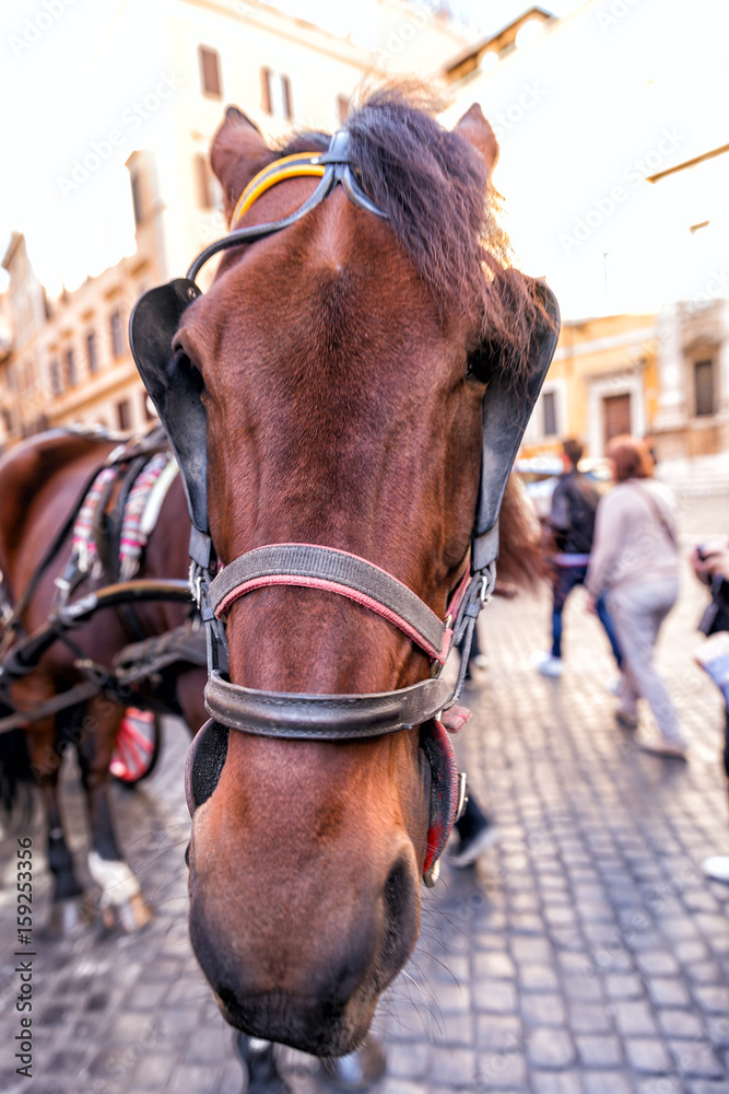 Obraz premium Horse portrait.