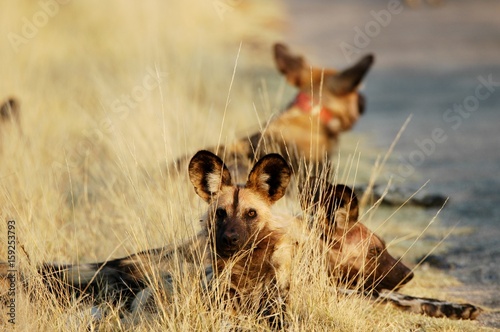 Wild Dogs in Hwange National Park in Zimbabwe