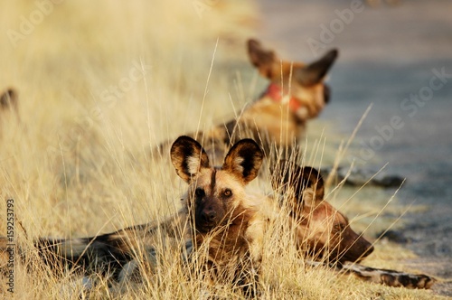 Wild Dogs in Hwange National Park in Zimbabwe photo