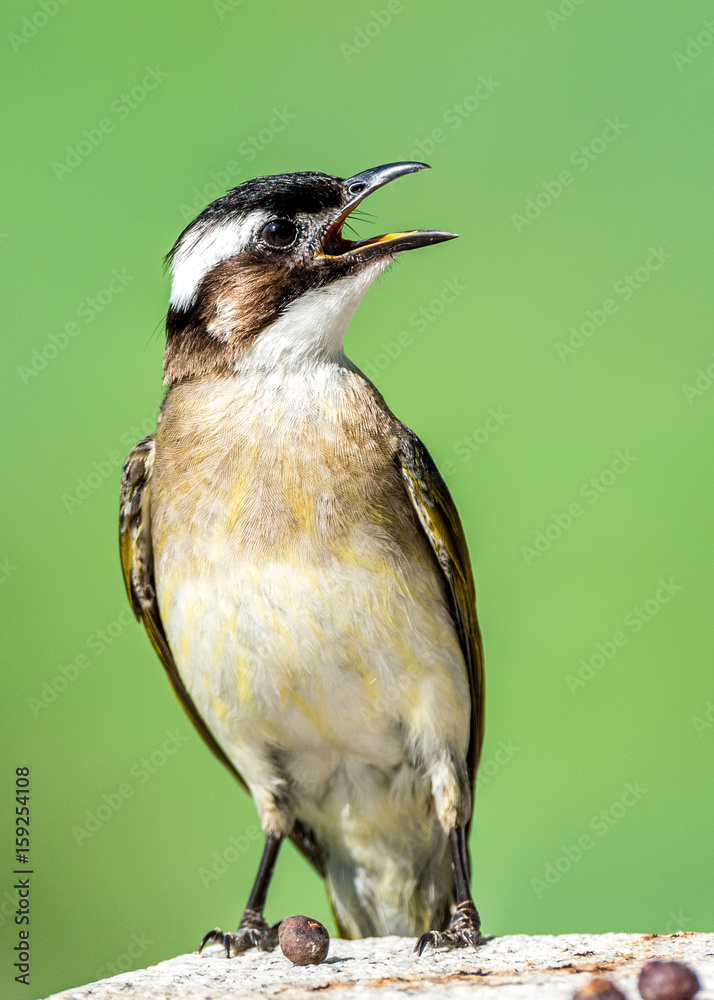 Obraz premium Light-vented Bulbul