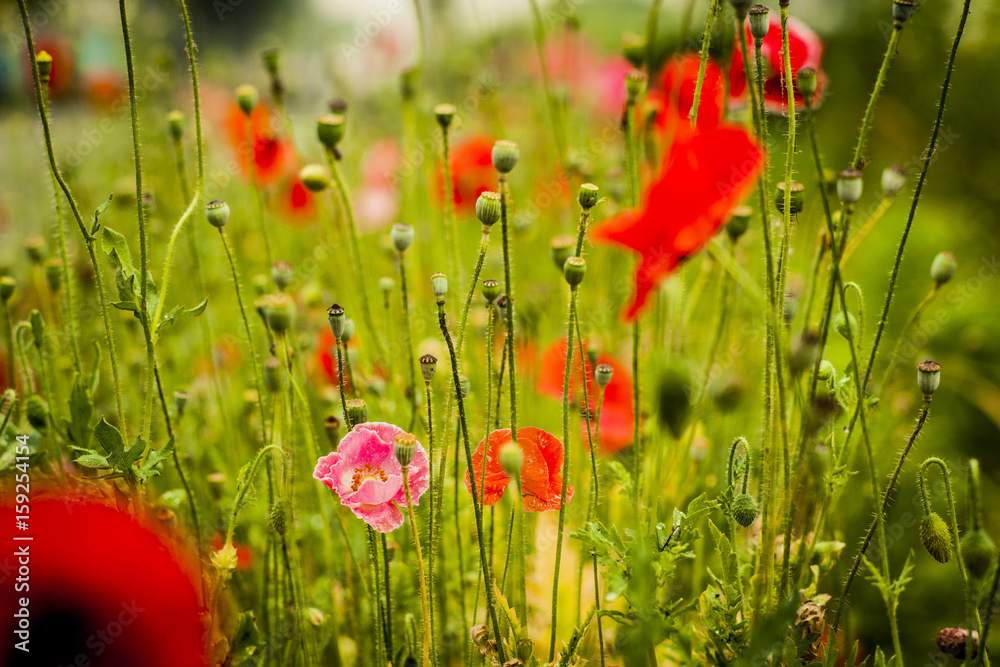 Obraz premium Red poppy flower background