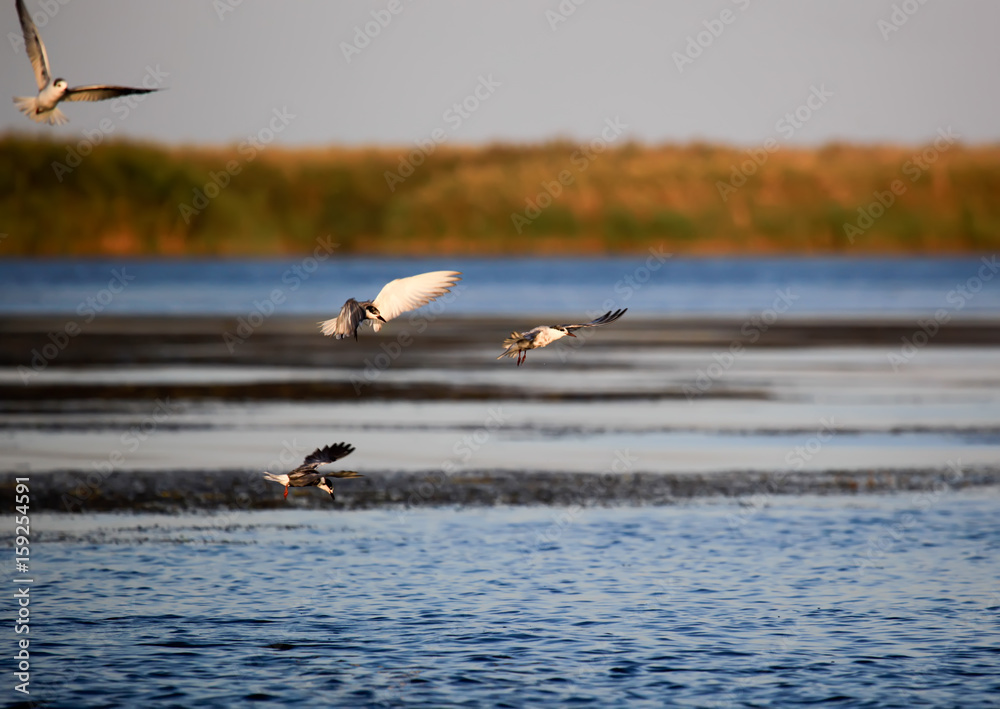 Birds on fishing in the Volga delta. Astrakhan Region. Russia.