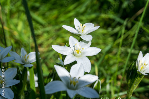 Flower with white flowers with dew in sunshine