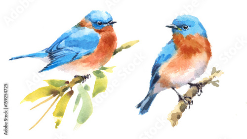 Bluebirds Two Birds Watercolor Hand Painted Illustration Set isolated on white background