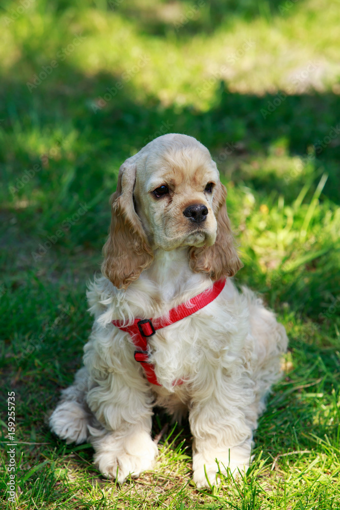 puppy American Cocker Spaniel puppy American Cocker Spaniel