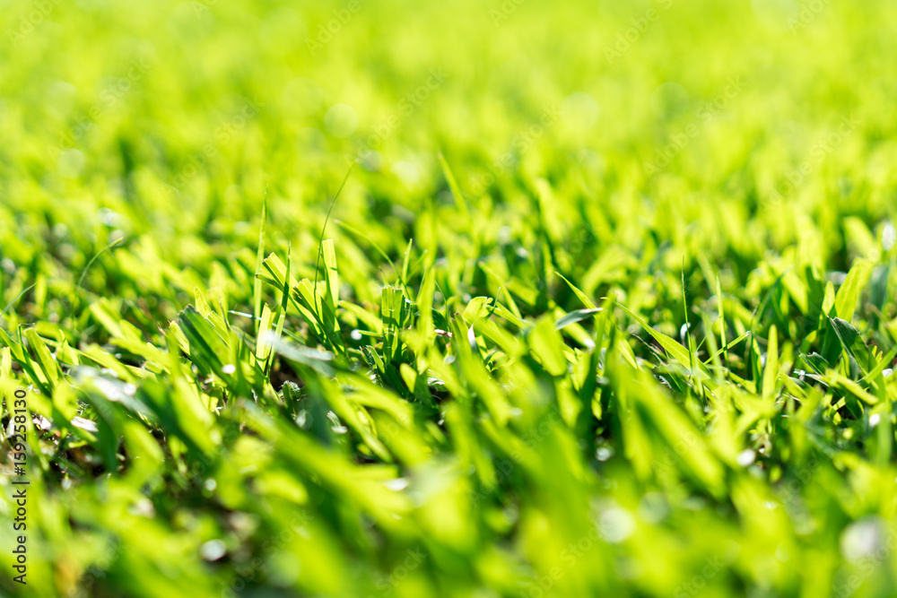 Lawn green natural background