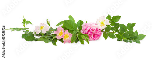 Branches of the dog-rose with different flowers close up