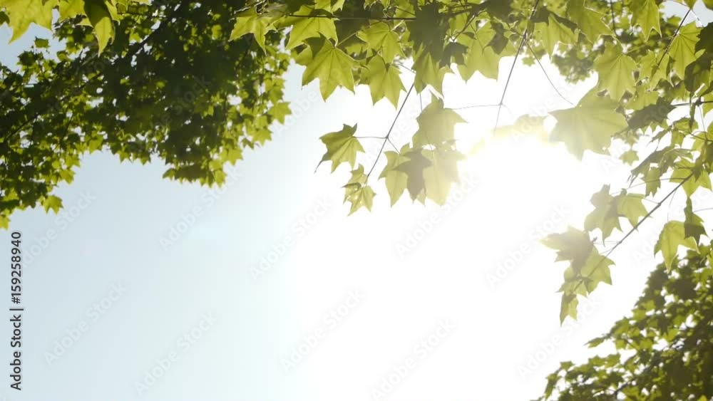 夏の日差し　樹木を見上げる