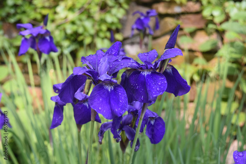 Fototapeta Naklejka Na Ścianę i Meble -  Dew Drops on the Petals of Blooming Siberian Irises