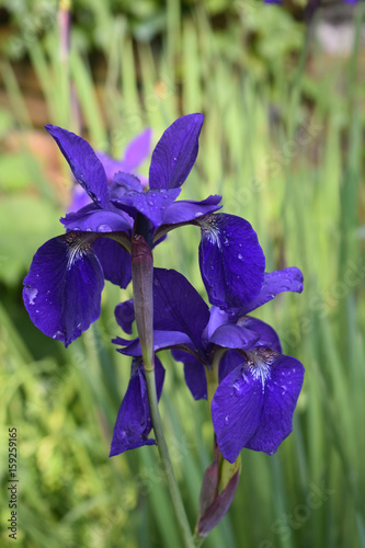Fototapeta Naklejka Na Ścianę i Meble -  Pretty Dark Purple Flower Siberian Irises in Spring