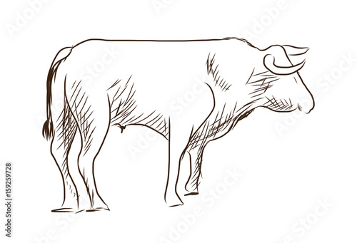 Hand drawn sketch of bull in vector sketch.