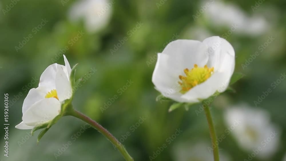 Field of blossom strawberry. Field of blossom strawberry.