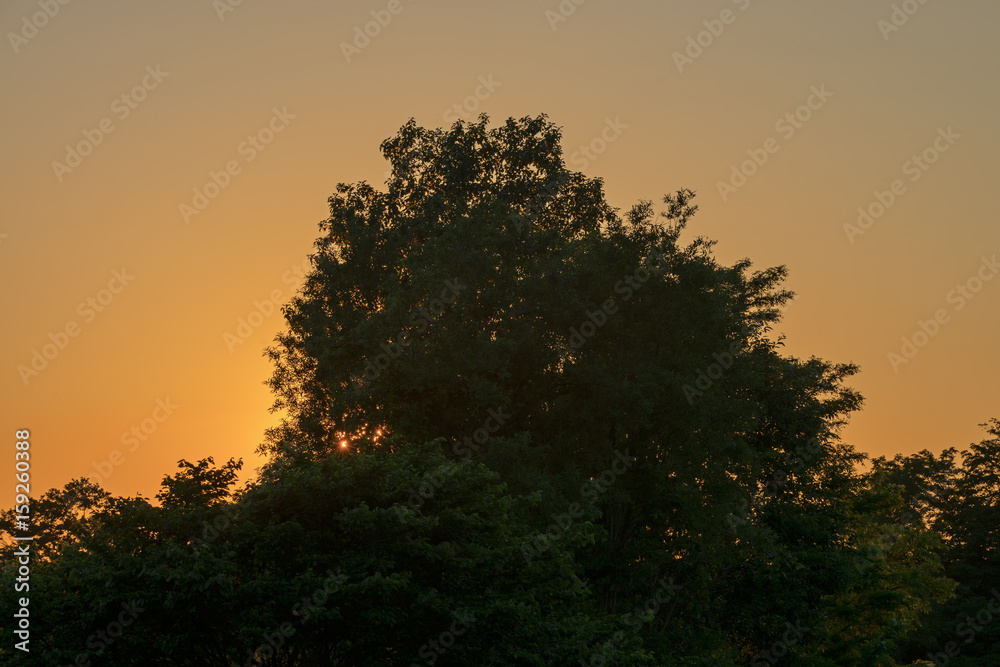 森林夕景