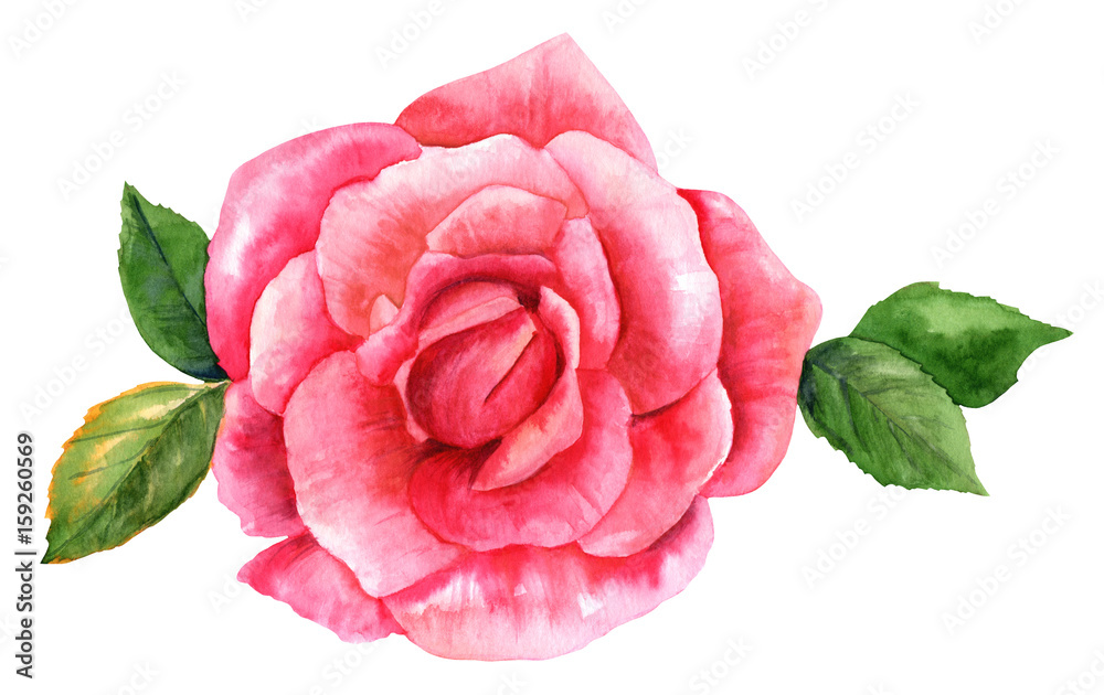 Watercolor pink rose drawing, isolated on white Stock Illustration ...