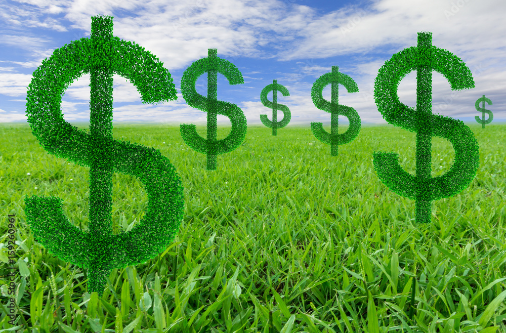 Fototapeta premium dollarl plants in grass fields