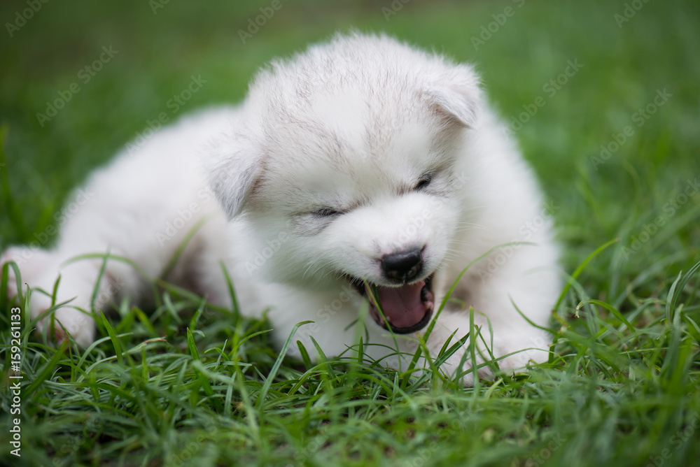 Cute siberian husky puppy
