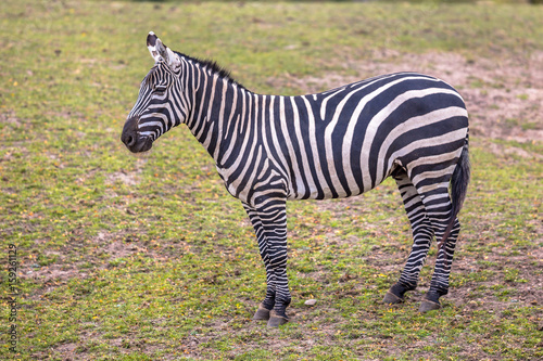 Maneless Zebra in green grass photo