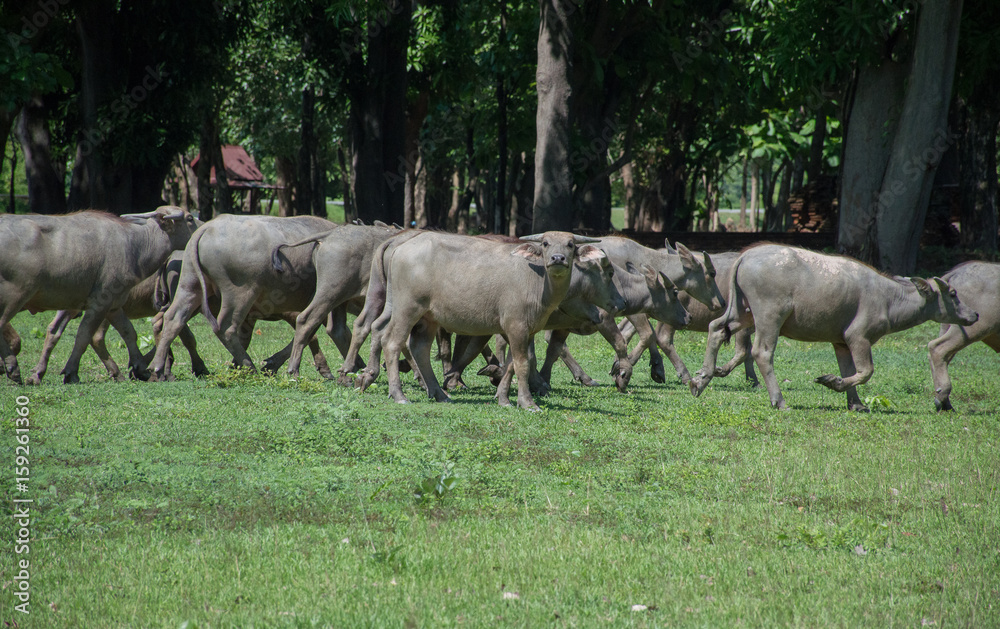 A buffalo is staring at camera. A buffalo is staring at camera.