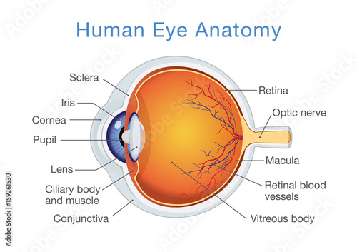 Components of human eye. Illustration about Anatomy and Physiology.