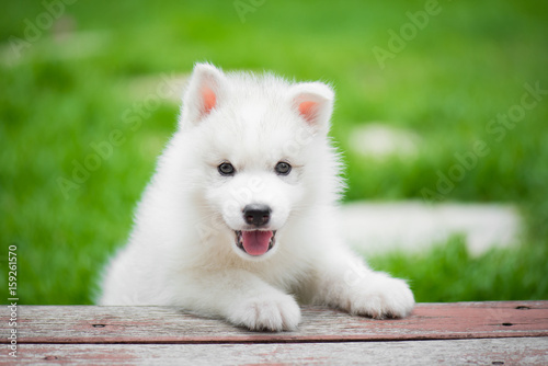 Fototapeta Naklejka Na Ścianę i Meble -  siberian husky puppy playing in the park