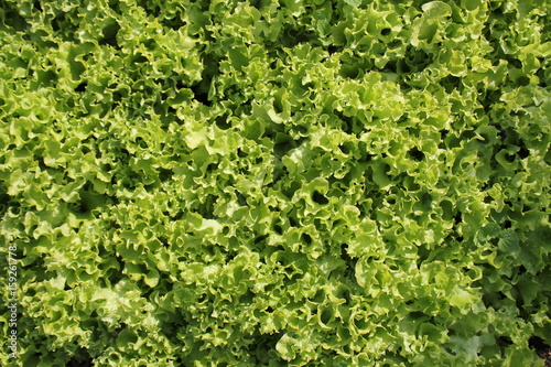 Fresh green curly Lettuce salad background. Top view