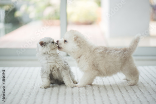 Fototapeta Naklejka Na Ścianę i Meble -  Cute kitten and puppy playing
